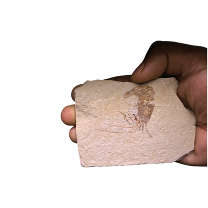 Shrimp Fossil