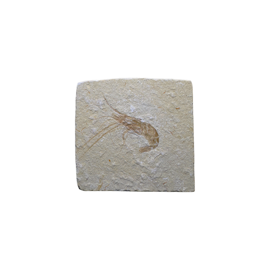Shrimp Fossil