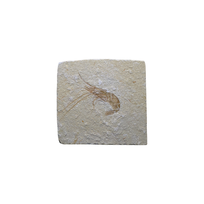 Shrimp Fossil