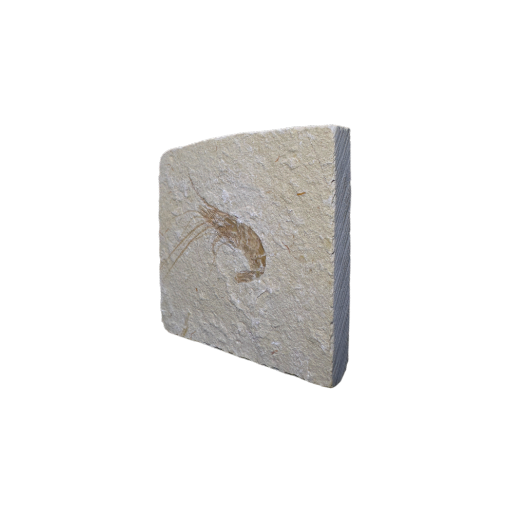 Shrimp Fossil