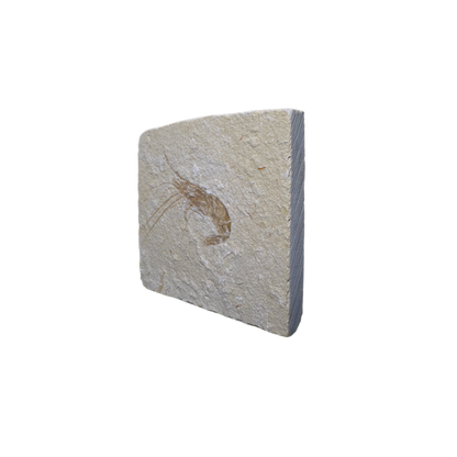 Shrimp Fossil