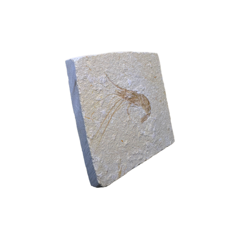 Shrimp Fossil