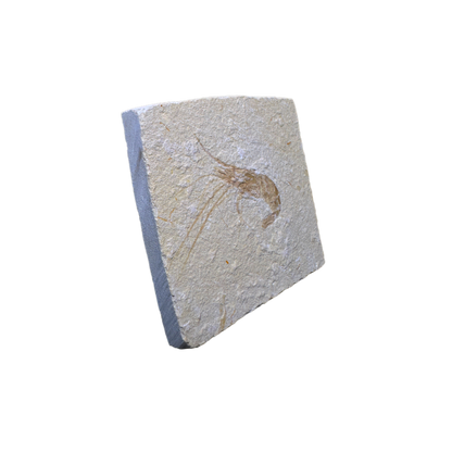 Shrimp Fossil