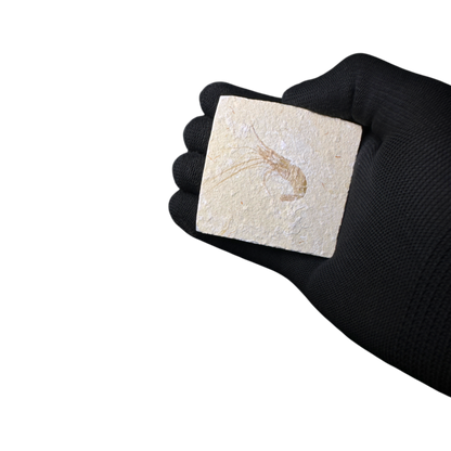 Shrimp Fossil