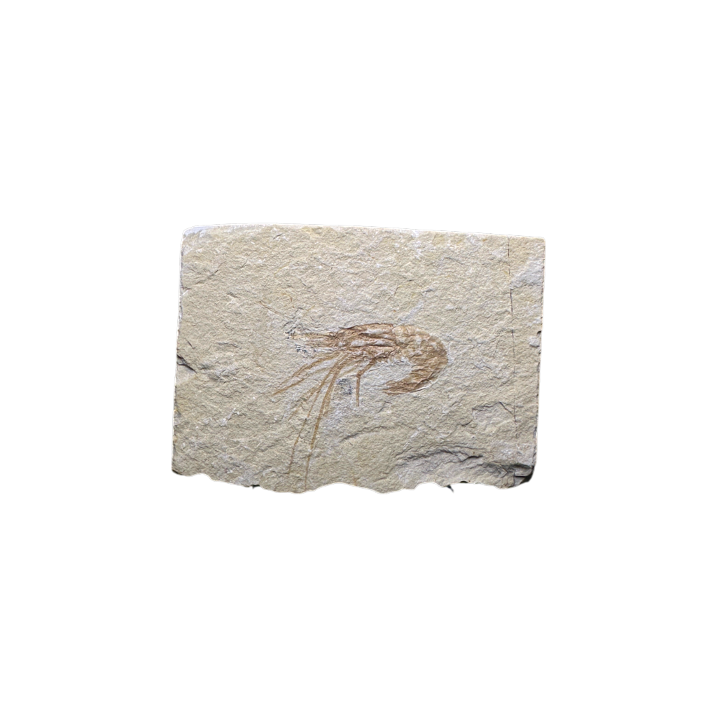 Shrimp Fossil