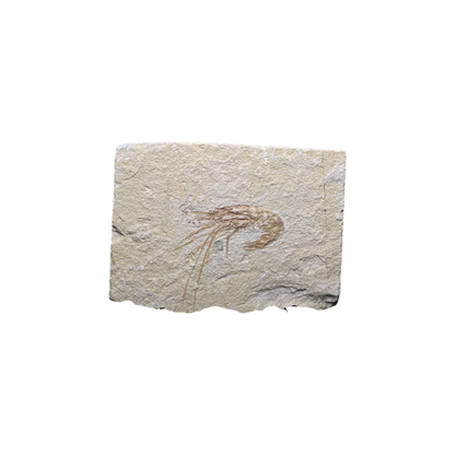 Shrimp Fossil