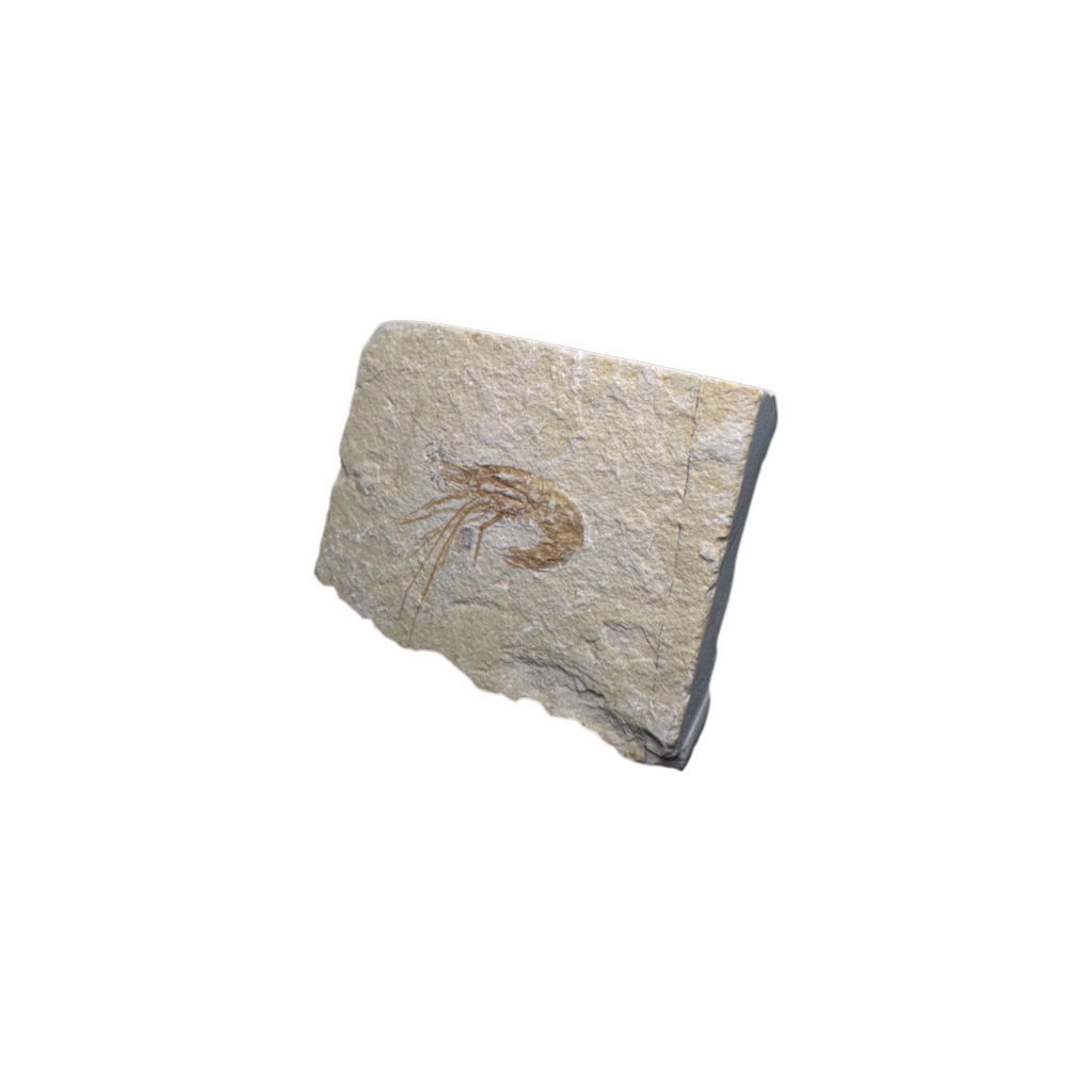 Shrimp Fossil