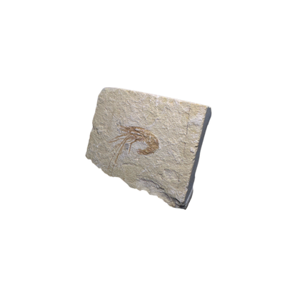 Shrimp Fossil