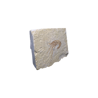 Shrimp Fossil