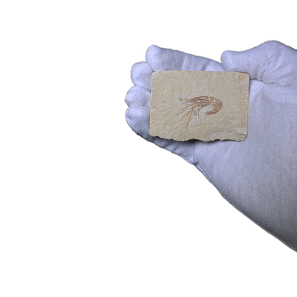 Shrimp Fossil