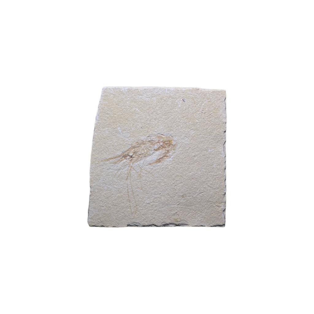 Shrimp Fossil