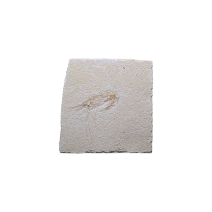 Shrimp Fossil