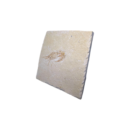 Shrimp Fossil