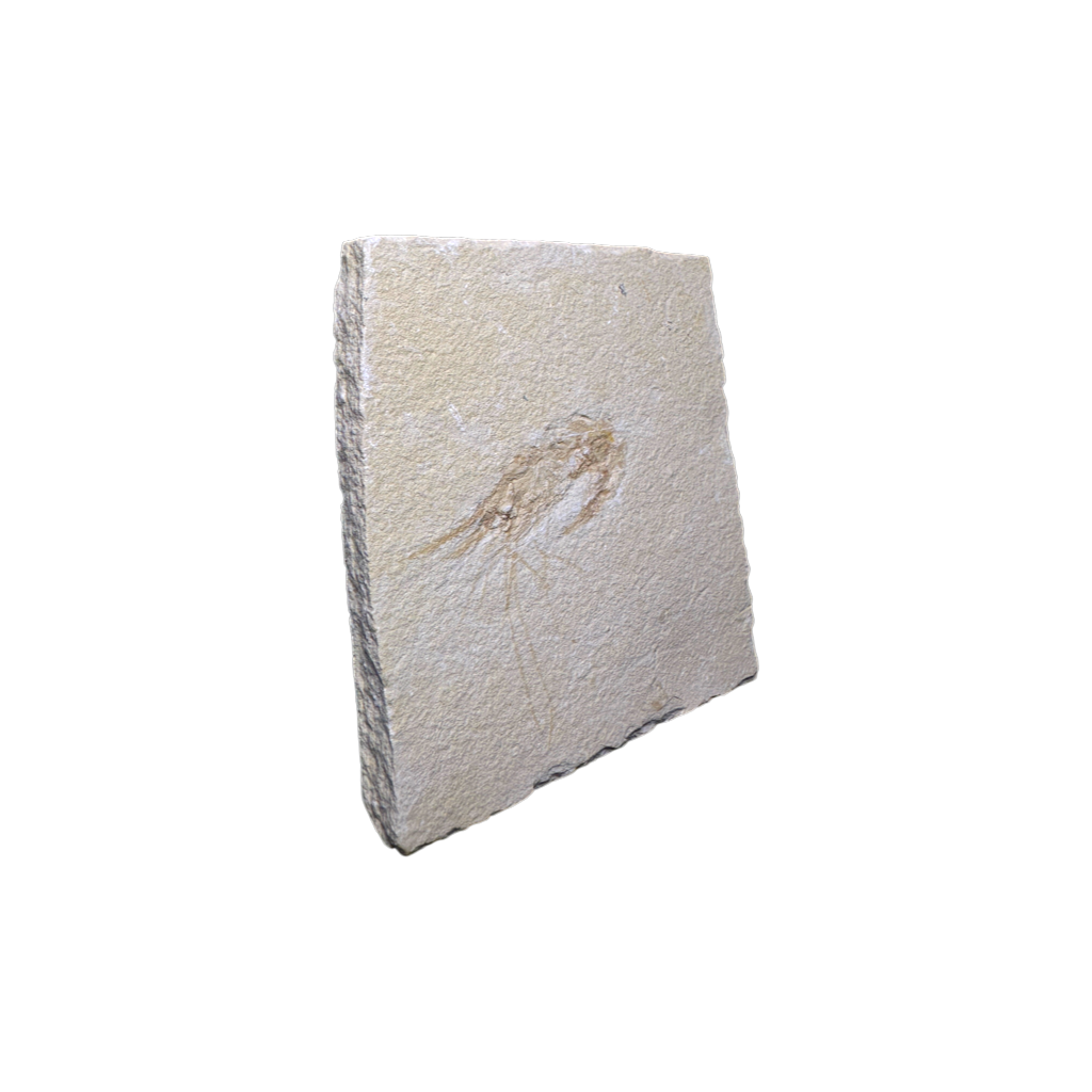 Shrimp Fossil