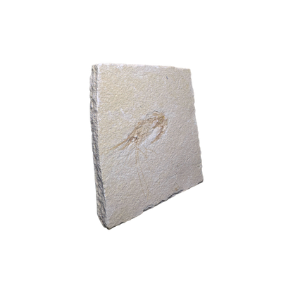 Shrimp Fossil