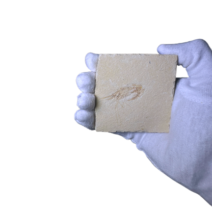 Shrimp Fossil