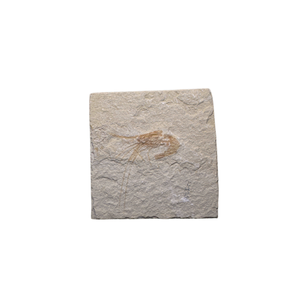 Shrimp Fossil