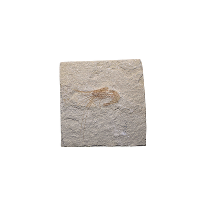Shrimp Fossil