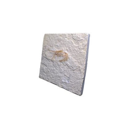 Shrimp Fossil