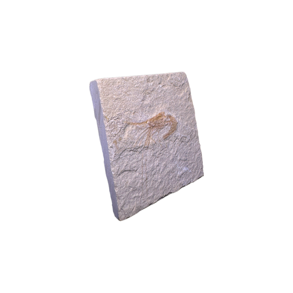 Shrimp Fossil