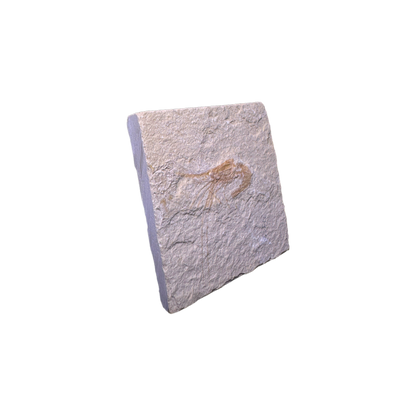 Shrimp Fossil