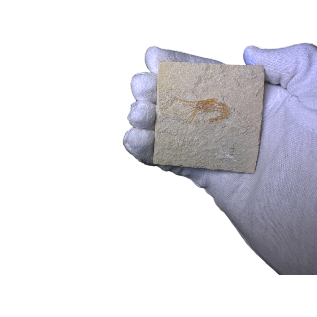 Shrimp Fossil