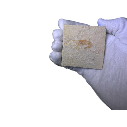 Shrimp Fossil