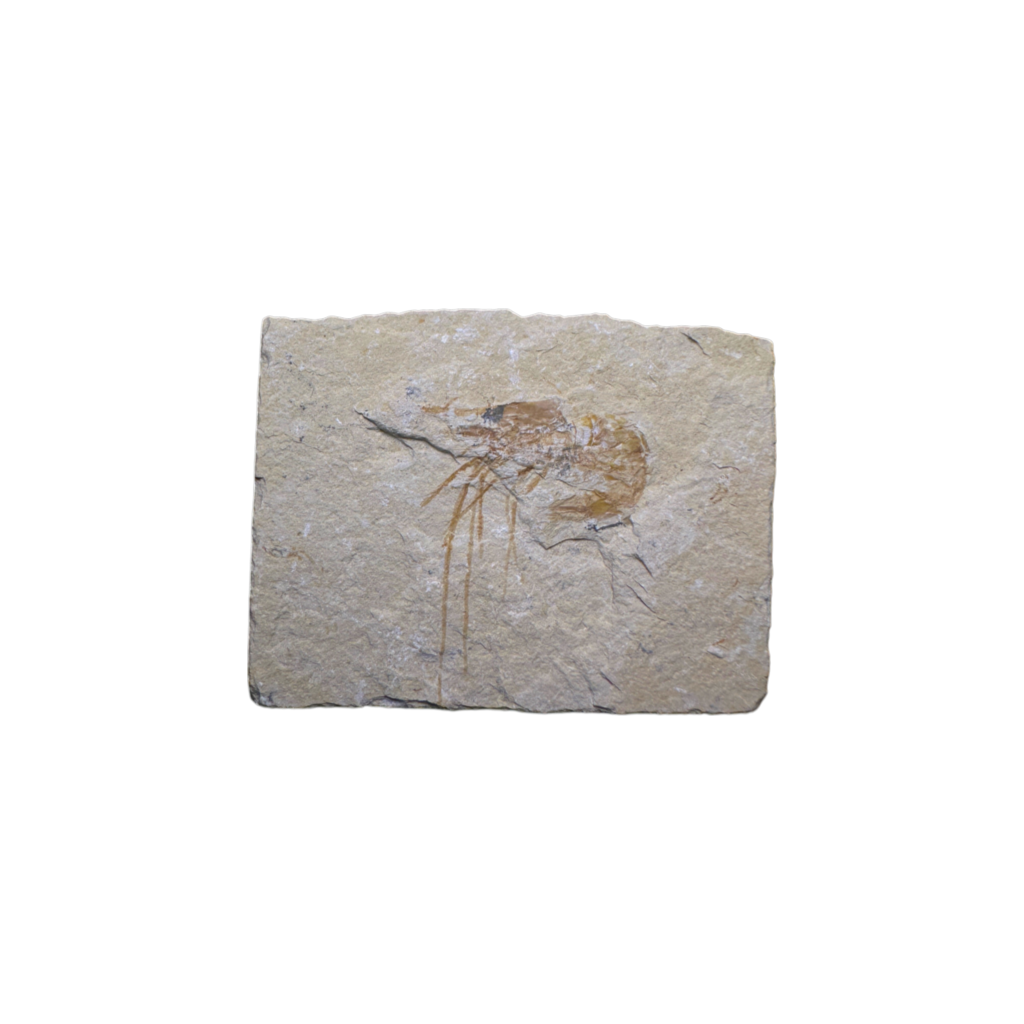 Shrimp Fossil