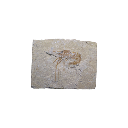 Shrimp Fossil