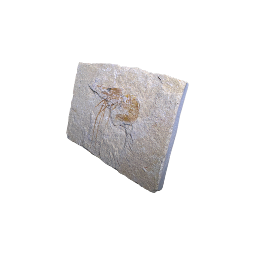 Shrimp Fossil