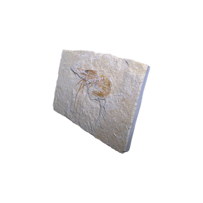 Shrimp Fossil