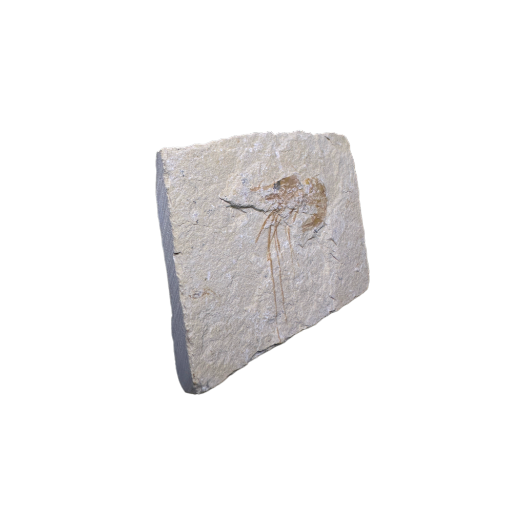 Shrimp Fossil