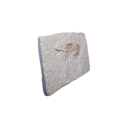 Shrimp Fossil