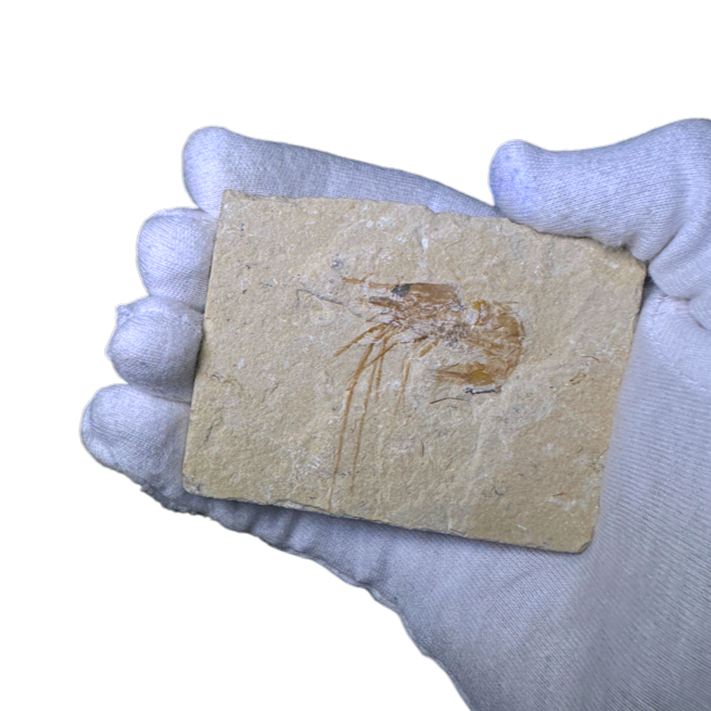 Shrimp Fossil
