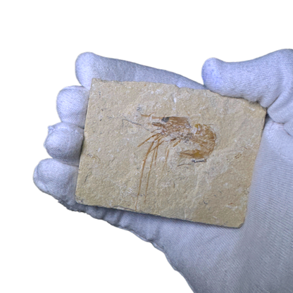 Shrimp Fossil