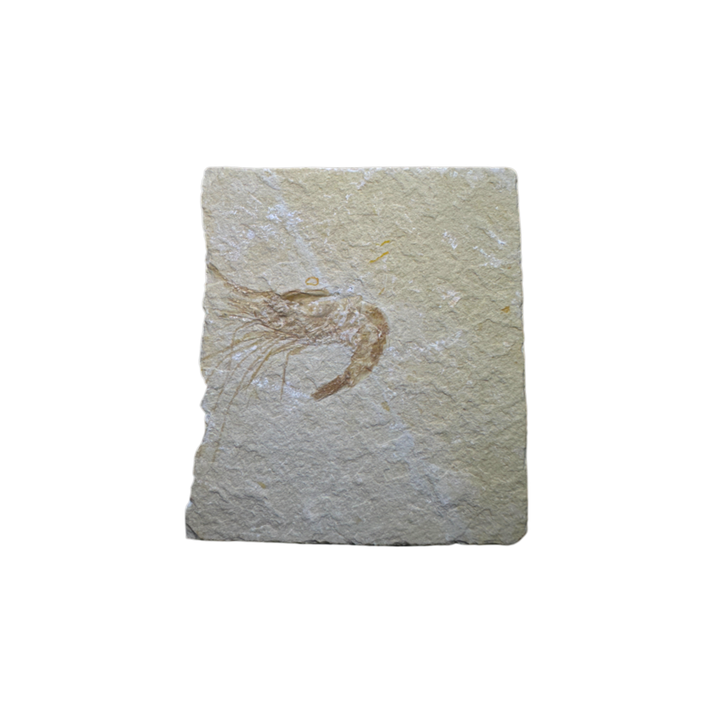 Shrimp Fossil