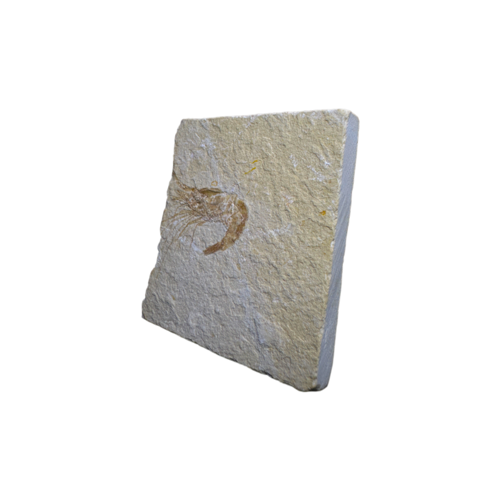Shrimp Fossil