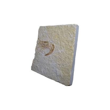 Shrimp Fossil