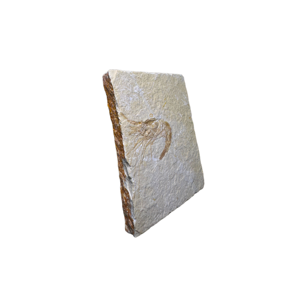 Shrimp Fossil