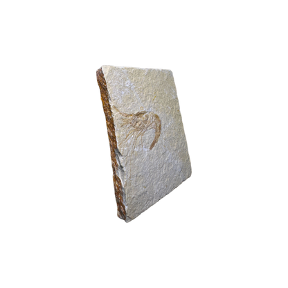 Shrimp Fossil