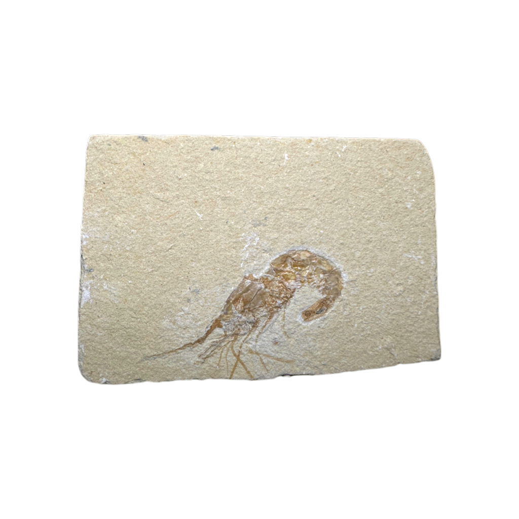 Shrimp Fossil