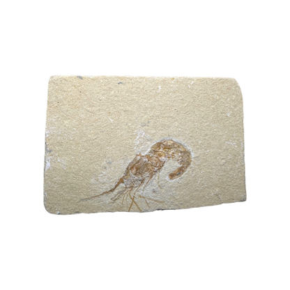 Shrimp Fossil