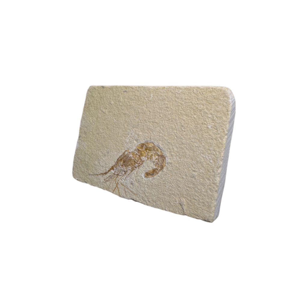 Shrimp Fossil