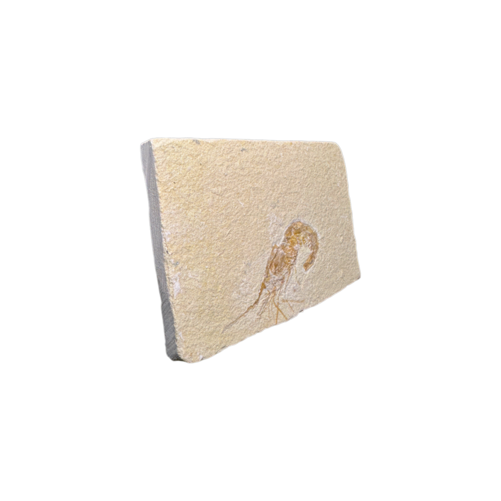Shrimp Fossil