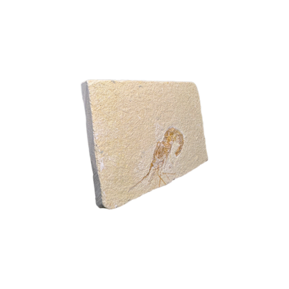 Shrimp Fossil