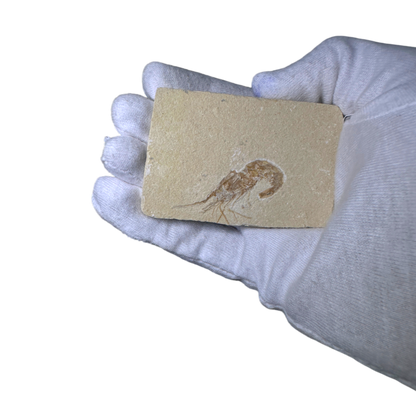 Shrimp Fossil