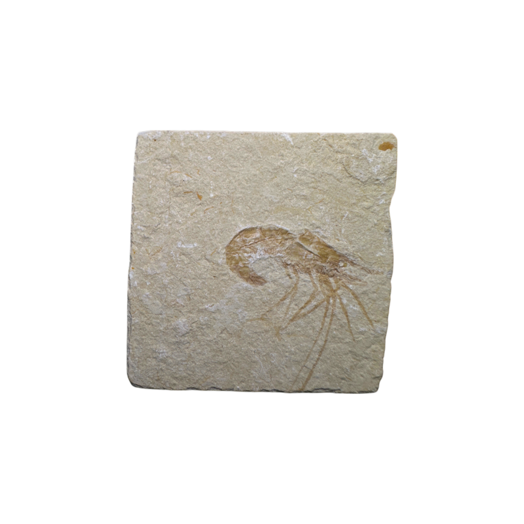 Shrimp Fossil