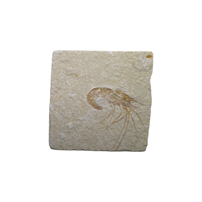 Shrimp Fossil