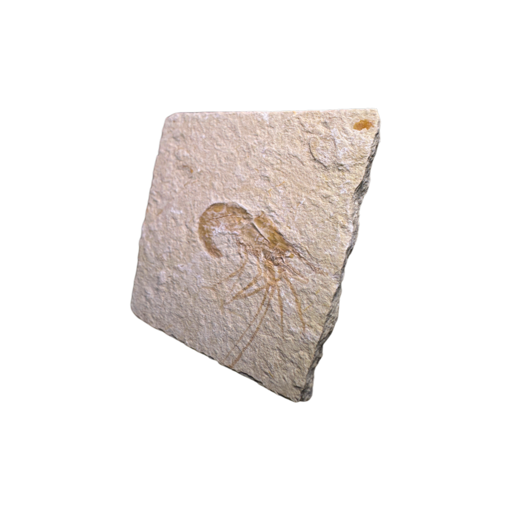 Shrimp Fossil