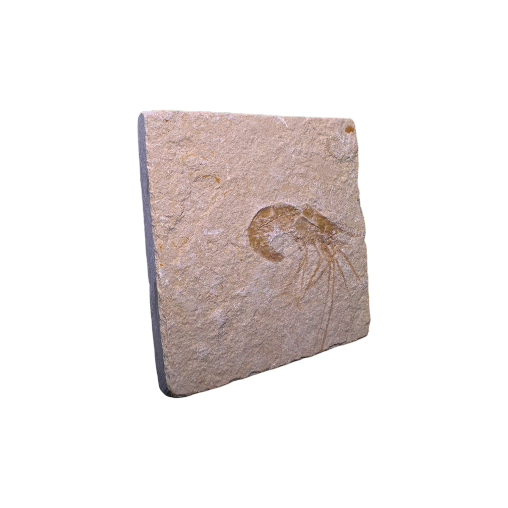 Shrimp Fossil